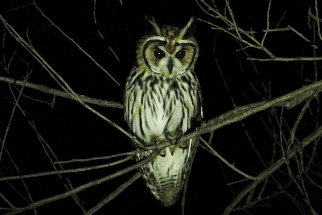 Striped Owl - Carlos Otávio Gussoni