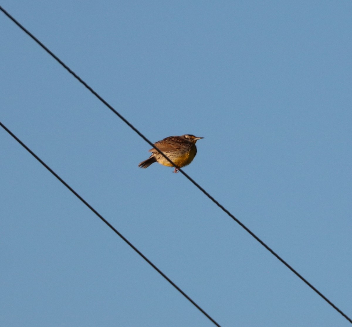 Eastern Meadowlark - ML223795751