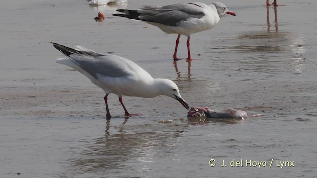 Slender-billed Gull - ML223796111