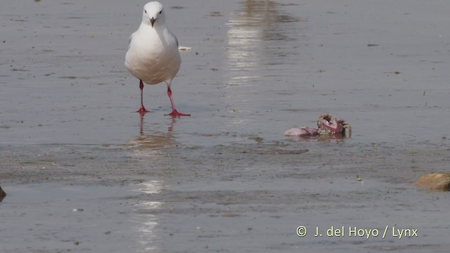 Slender-billed Gull - ML223796191