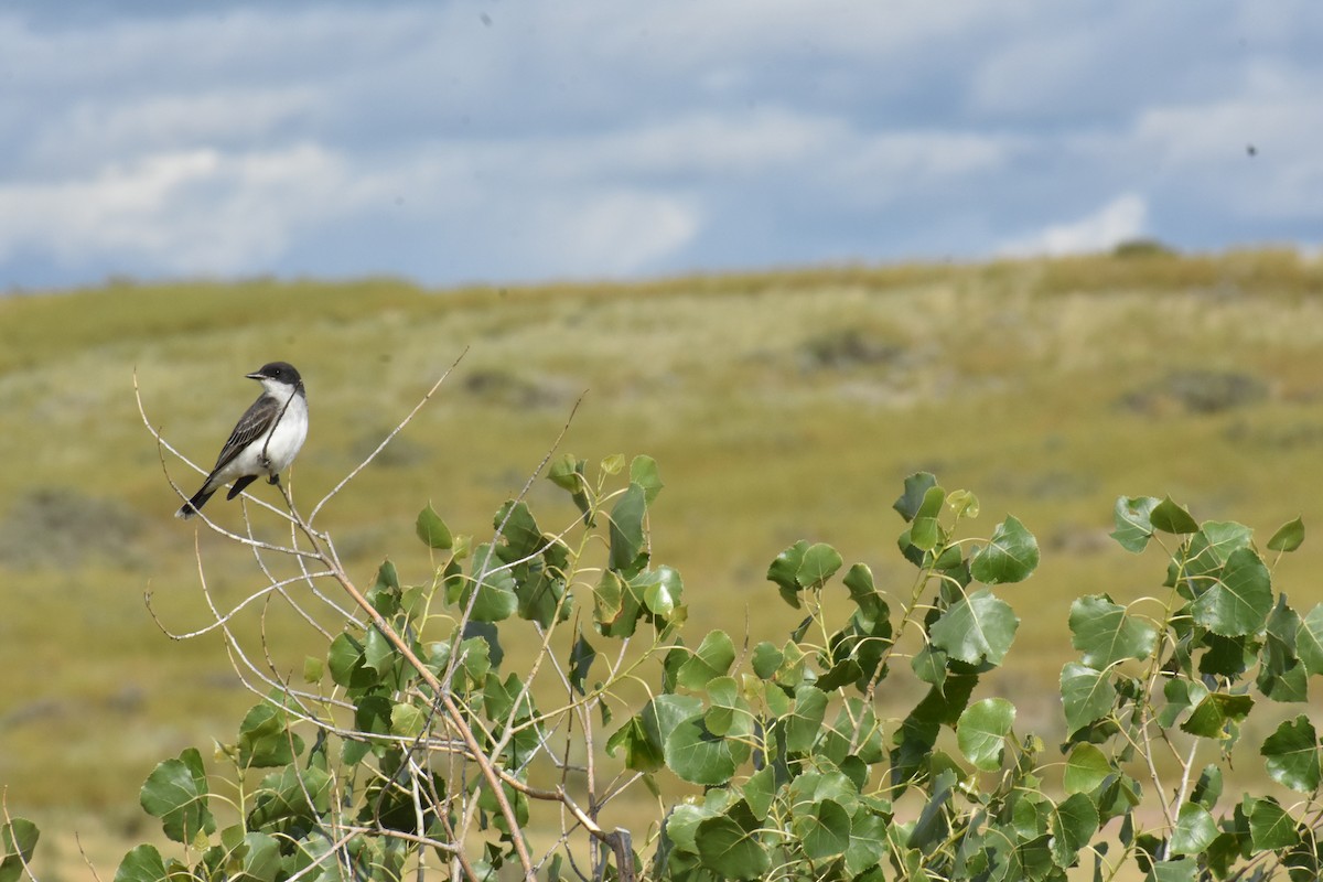 Eastern Kingbird - ML223798671