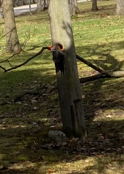 Pileated Woodpecker - ML223801381