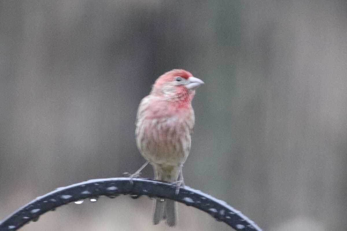 House Finch - ML223802391