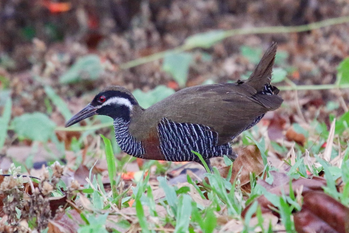 Barred Rail - ML223802411