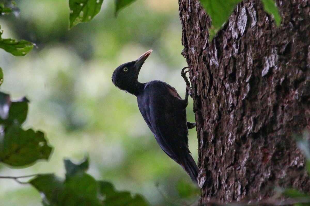 Northern Sooty-Woodpecker - ML223802631