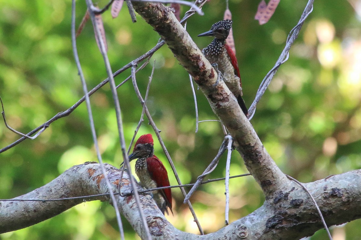 Luzon Flameback - ML223802681