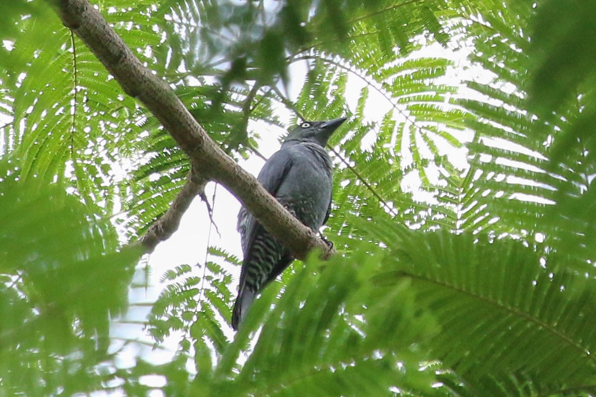 Bar-bellied Cuckooshrike - ML223802791