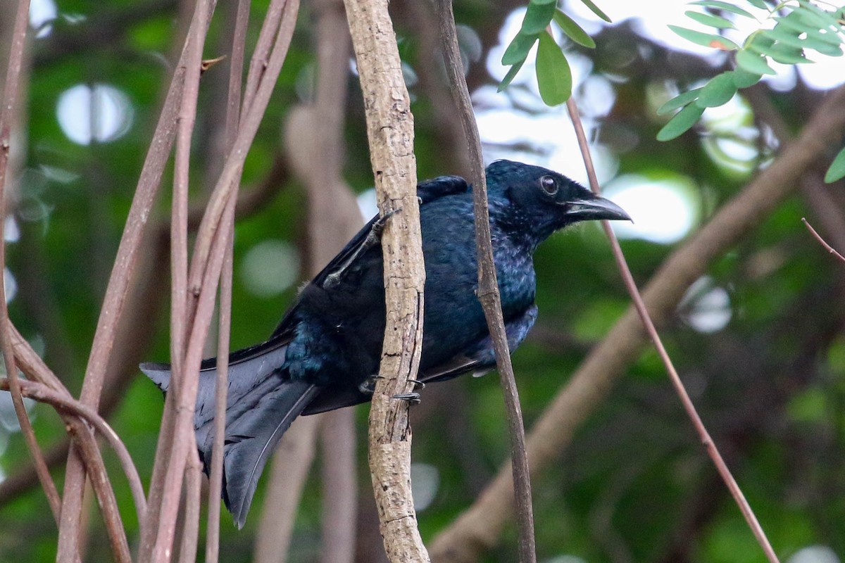 Drongo balicassio (balicassius/abraensis) - ML223803311