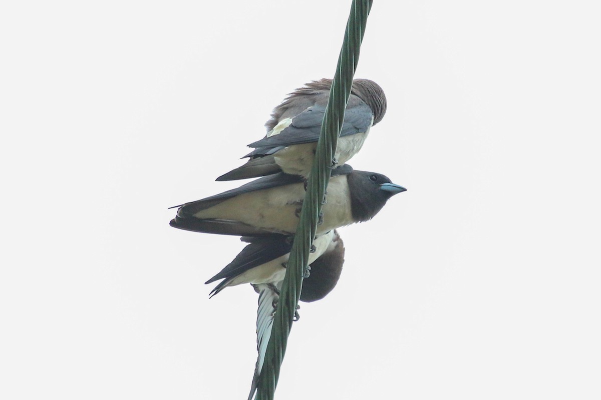 White-breasted Woodswallow - ML223803421