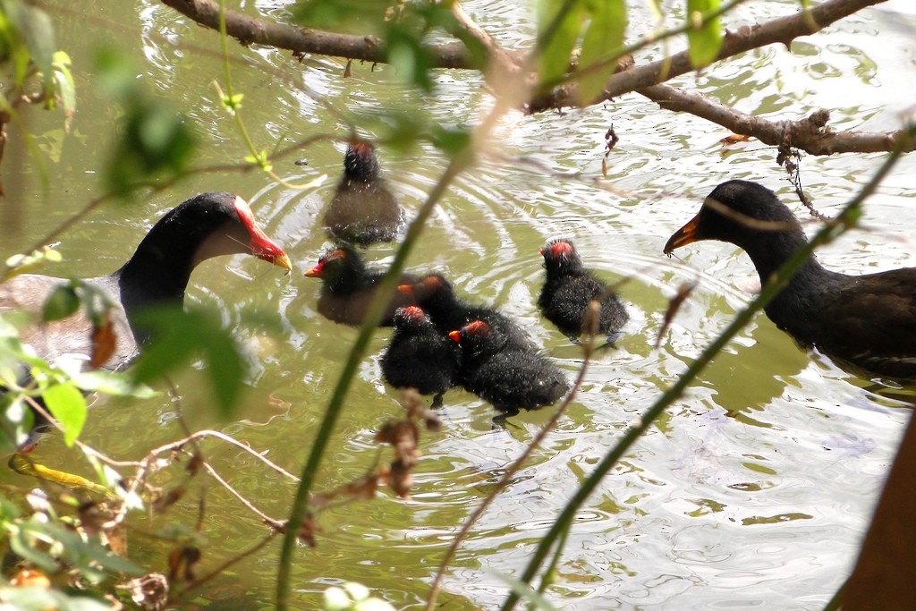 Common Gallinule - Carlos Otávio Gussoni