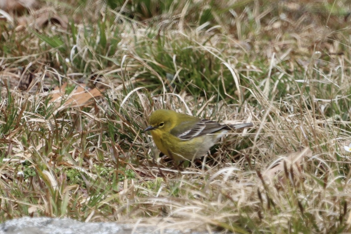 Pine Warbler - ML223805181