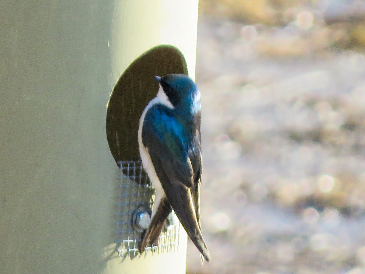 Tree Swallow - ML223805741