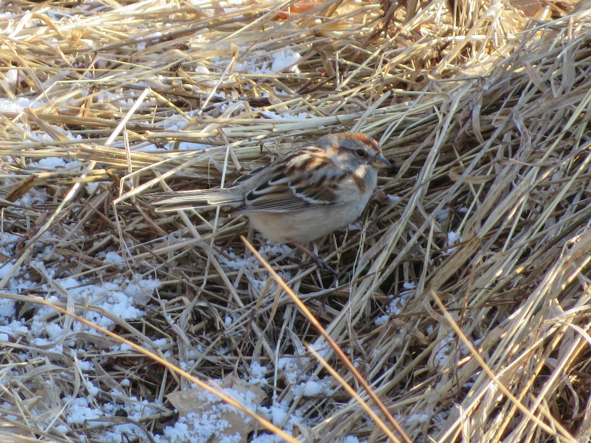 American Tree Sparrow - ML223805771