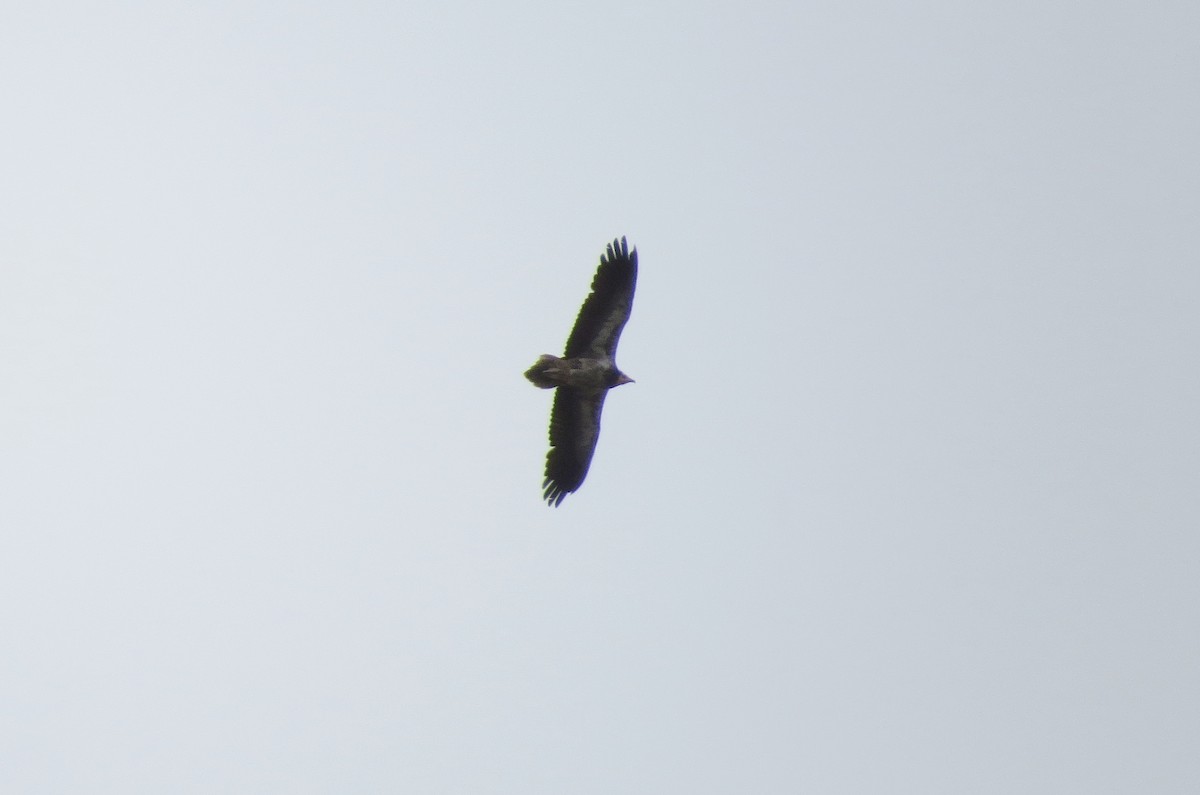 Egyptian Vulture - ML223805841