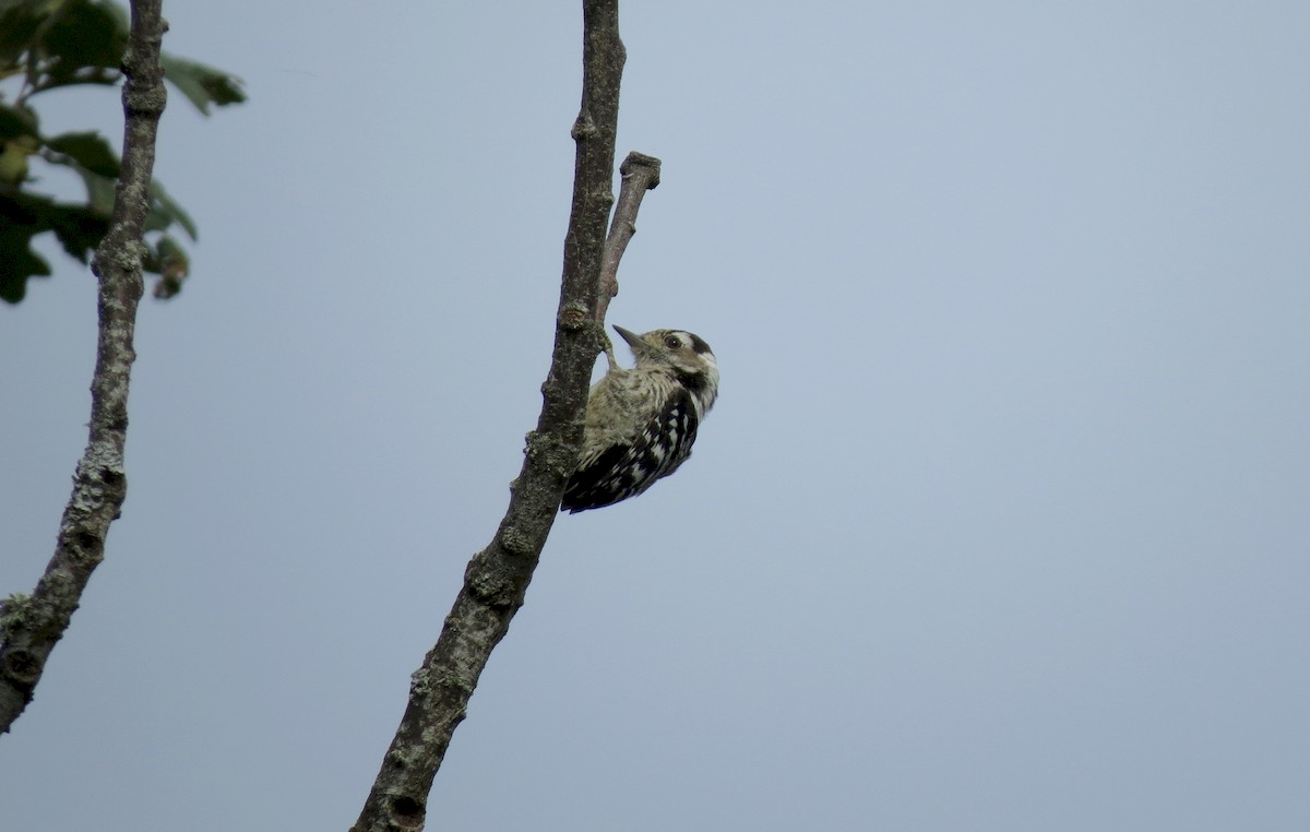 Lesser Spotted Woodpecker - ML223805891