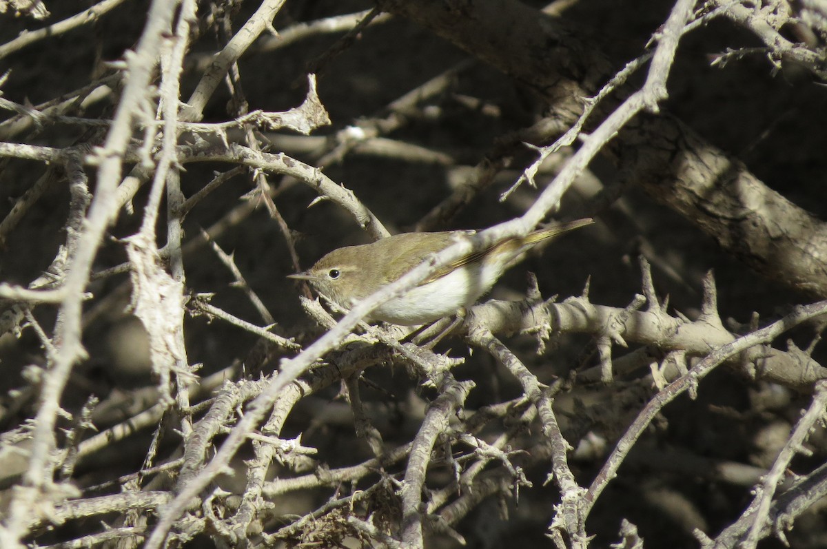 Western Bonelli's Warbler - ML223805931