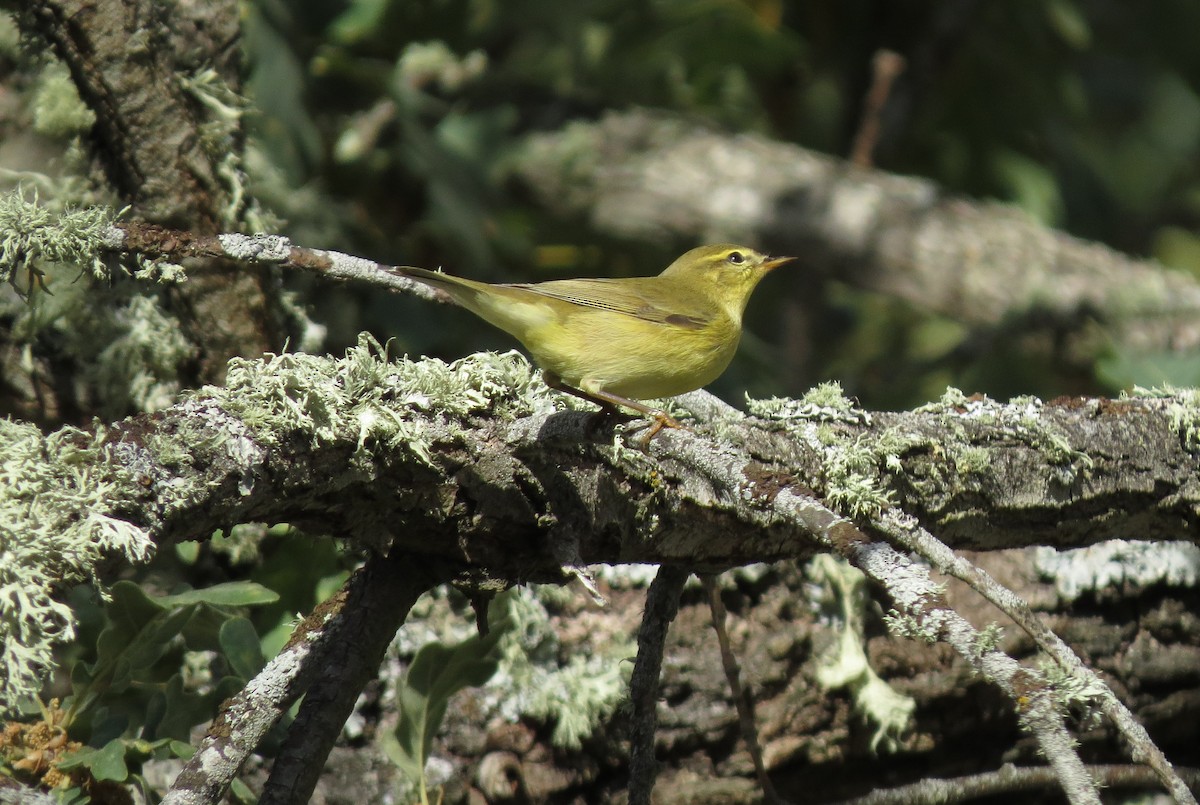 Willow Warbler - ML223805991