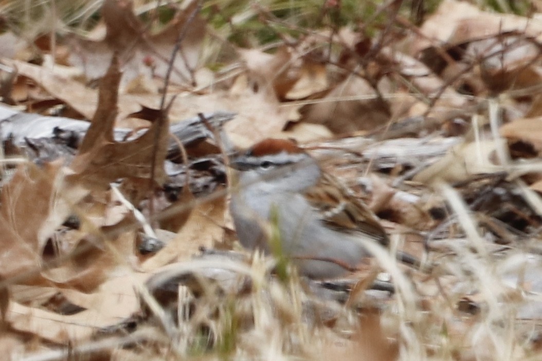 Chipping Sparrow - ML223806021