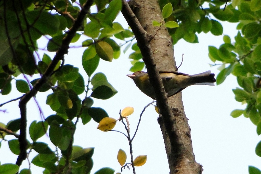 Rufous-browed Peppershrike - ML22380611