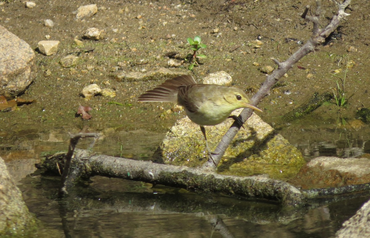 Melodious Warbler - ML223806201