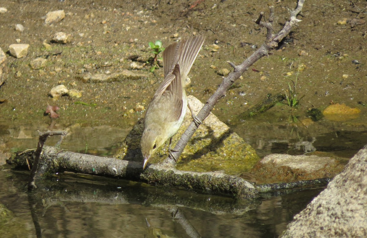 Melodious Warbler - ML223806211