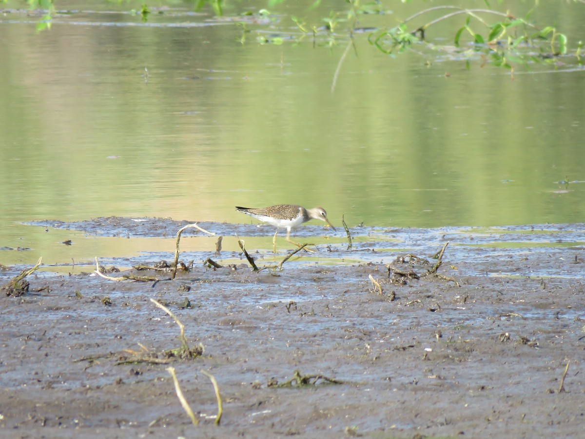 Solitary Sandpiper - ML223808631