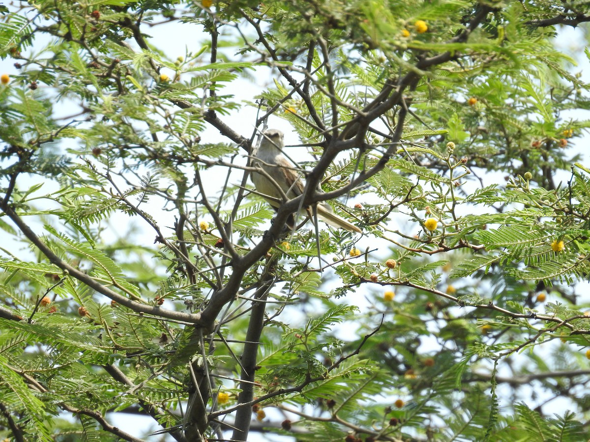 Tumbes Tyrannulet - Fernando Angulo - CORBIDI