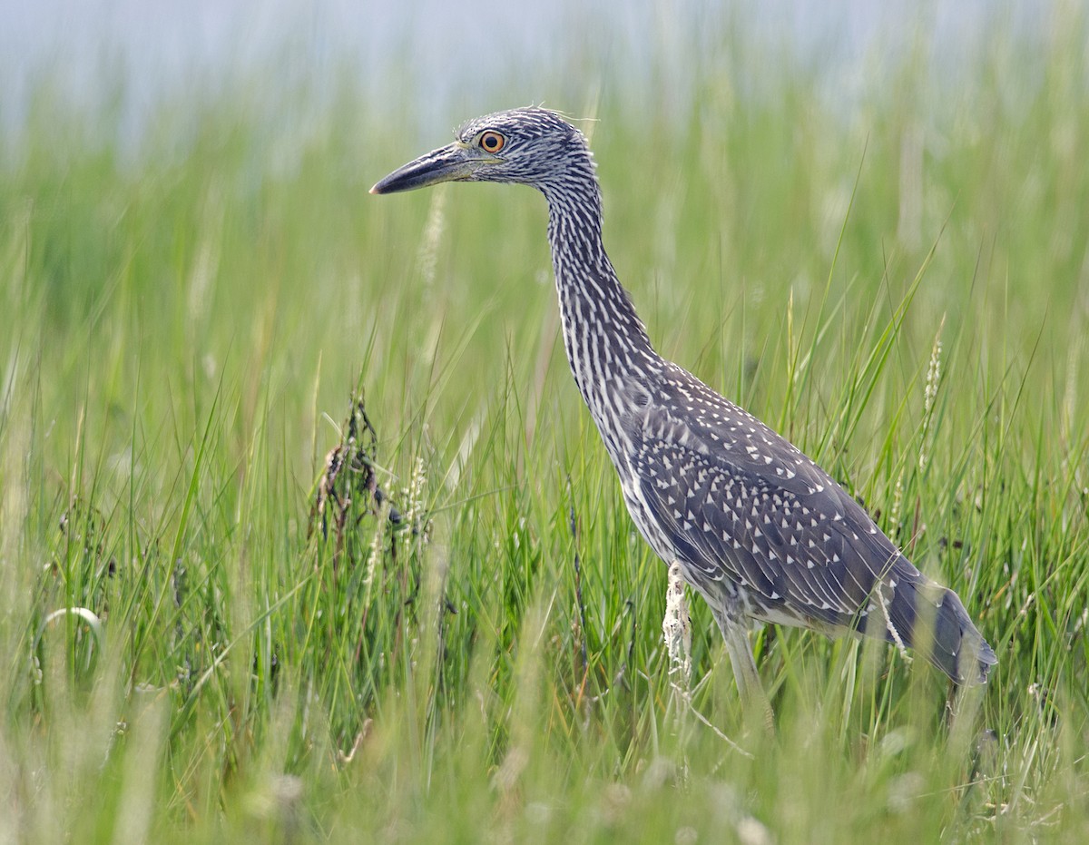 Yellow-crowned Night Heron - ML223810801