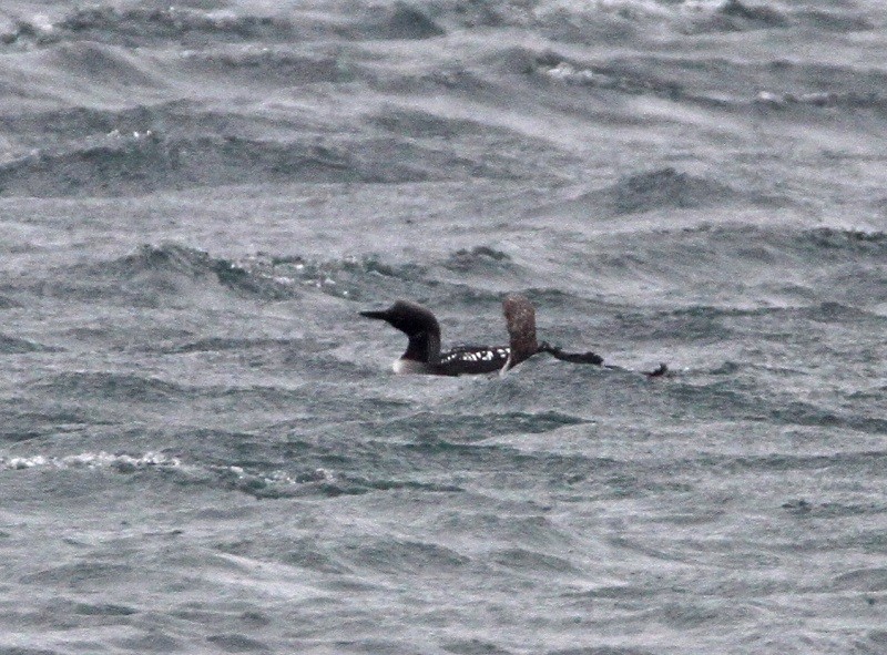 Arctic Loon - Dimitris  Kokkinidis