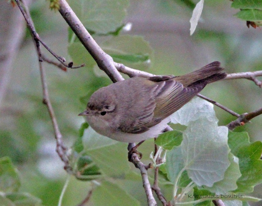 Eastern Bonelli's Warbler - Dimitris  Kokkinidis