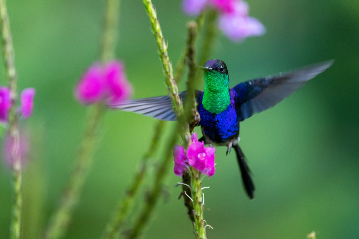 kolibřík vidloocasý - ML223812161