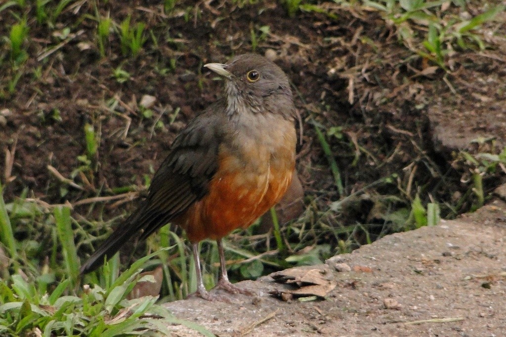 Rufous-bellied Thrush - ML22381241