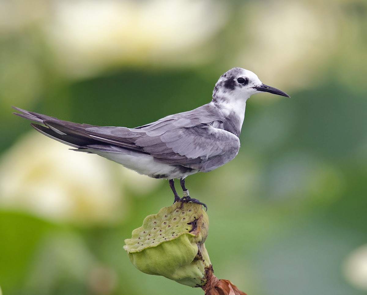 Black Tern - ML223812461