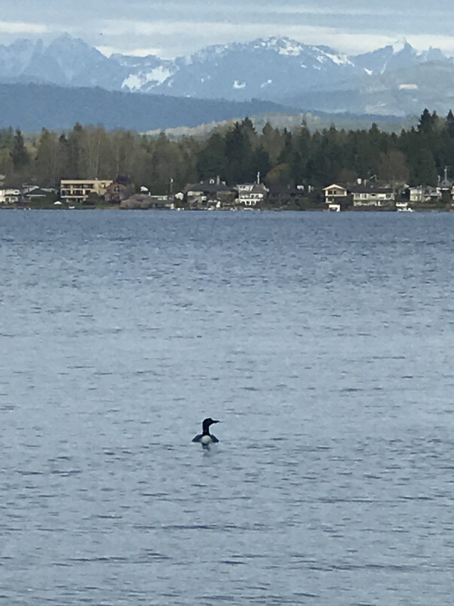 Common Loon - ML223813911