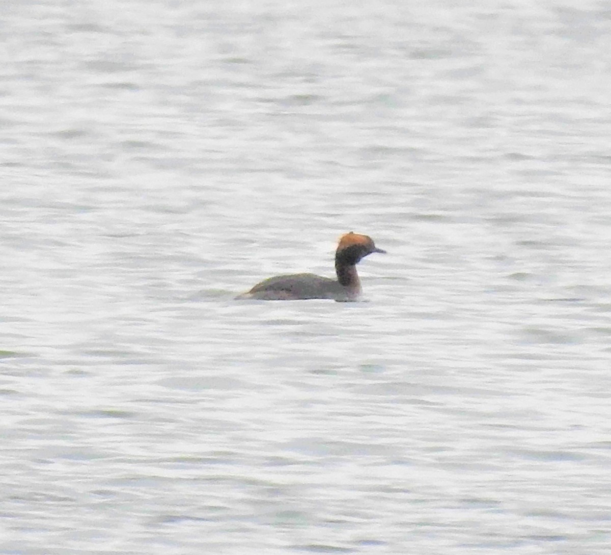 Horned Grebe - ML223814131