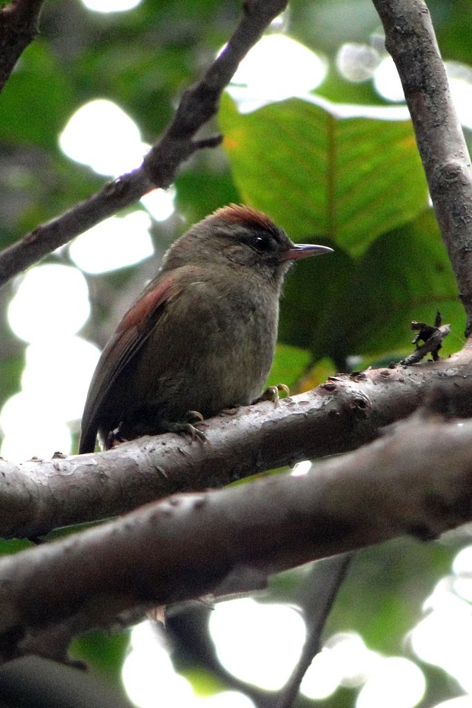 Pallid Spinetail - ML22381491