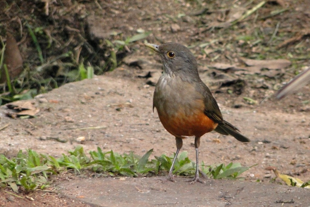 Rufous-bellied Thrush - ML22381511