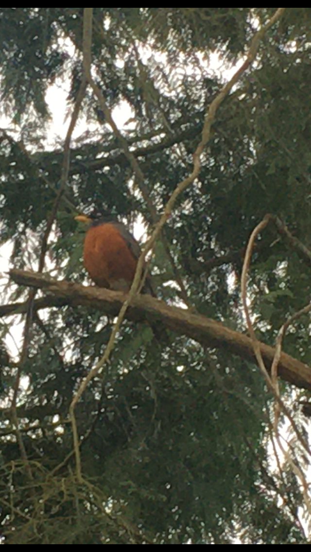 American Robin - ML223815801