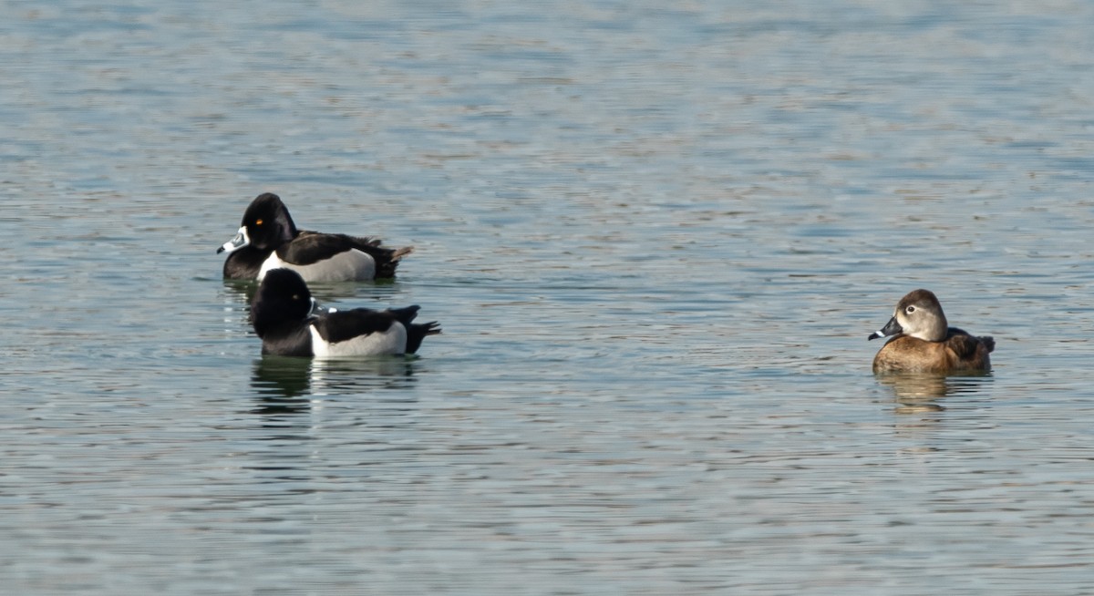 Ring-necked Duck - bj worth