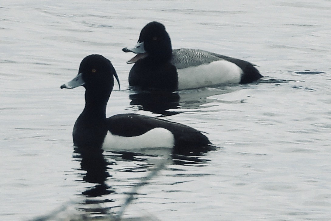 Tufted Duck - ML223816481