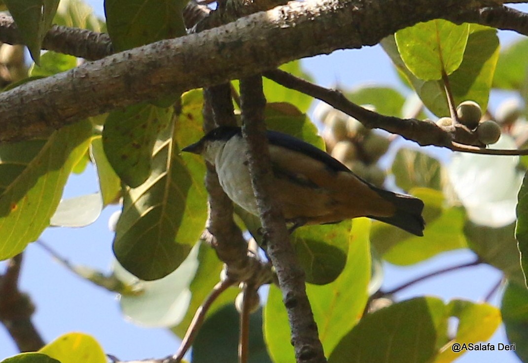 Sharpe's Starling - ML223816711