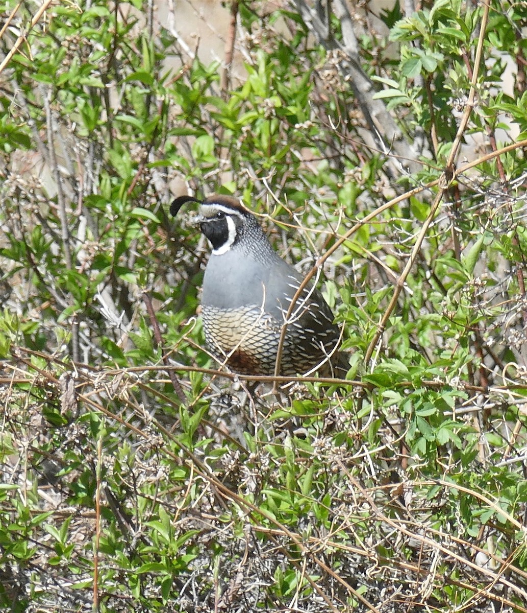 California Quail - ML223816841