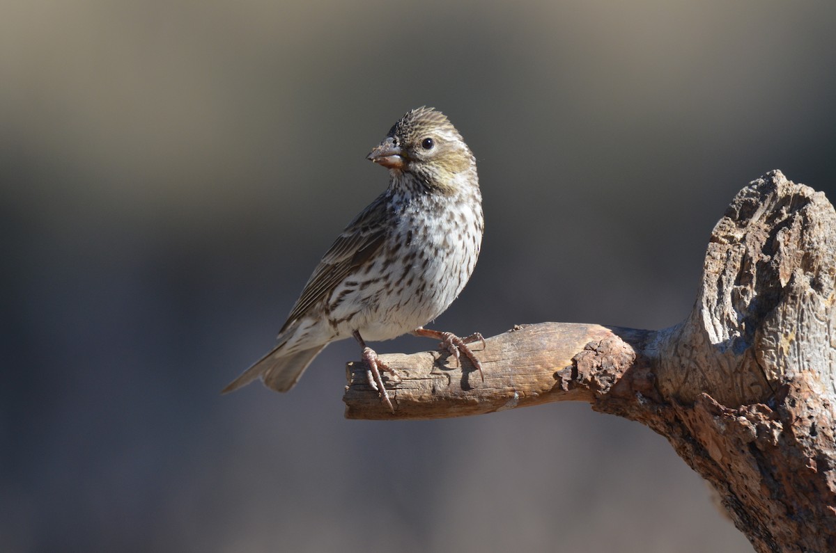 Cassin's Finch - Jeff Sexton