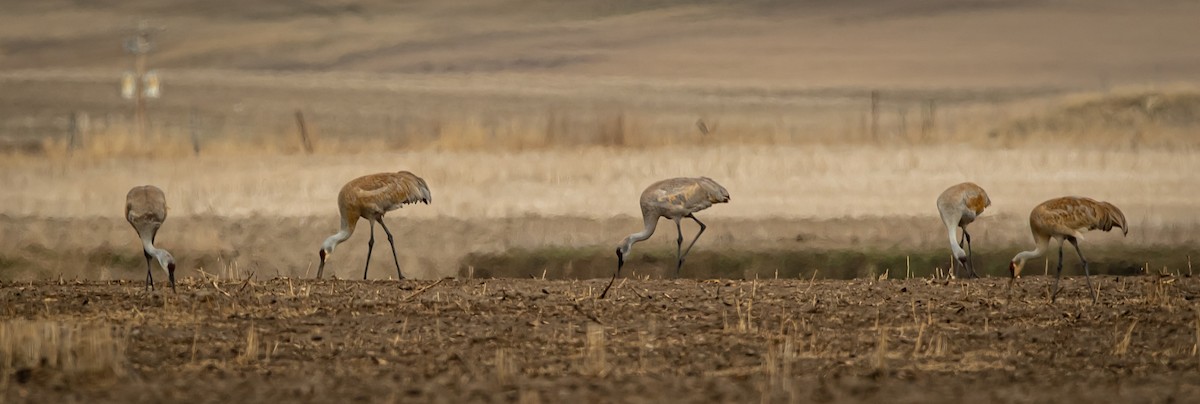 Sandhill Crane - bj worth