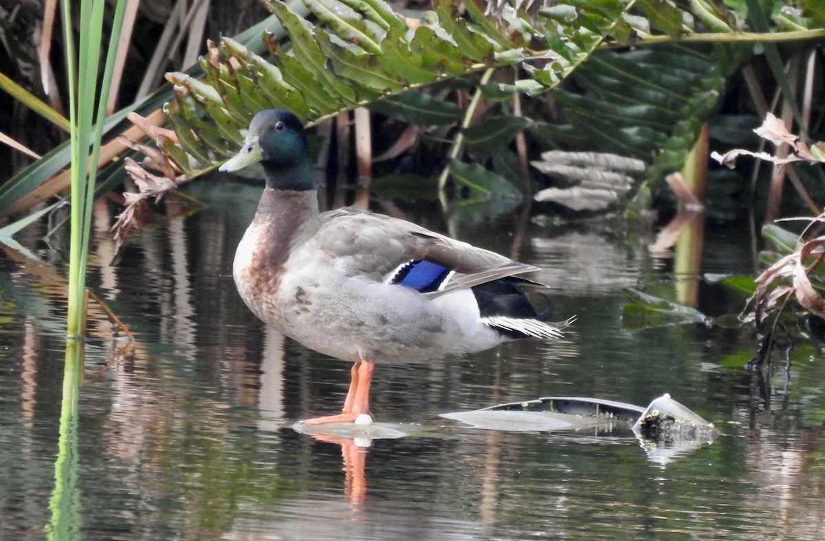 Mallard - Jeanne Tucker