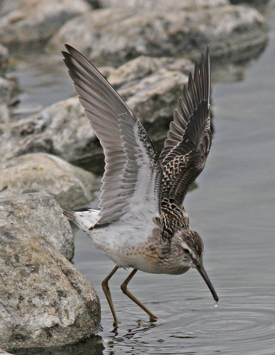 Stilt Sandpiper - Larry Sirvio