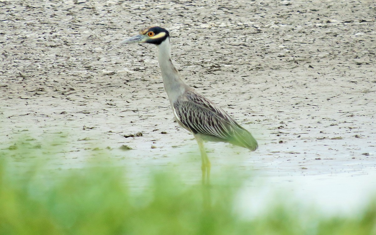 Yellow-crowned Night Heron - ML22381971