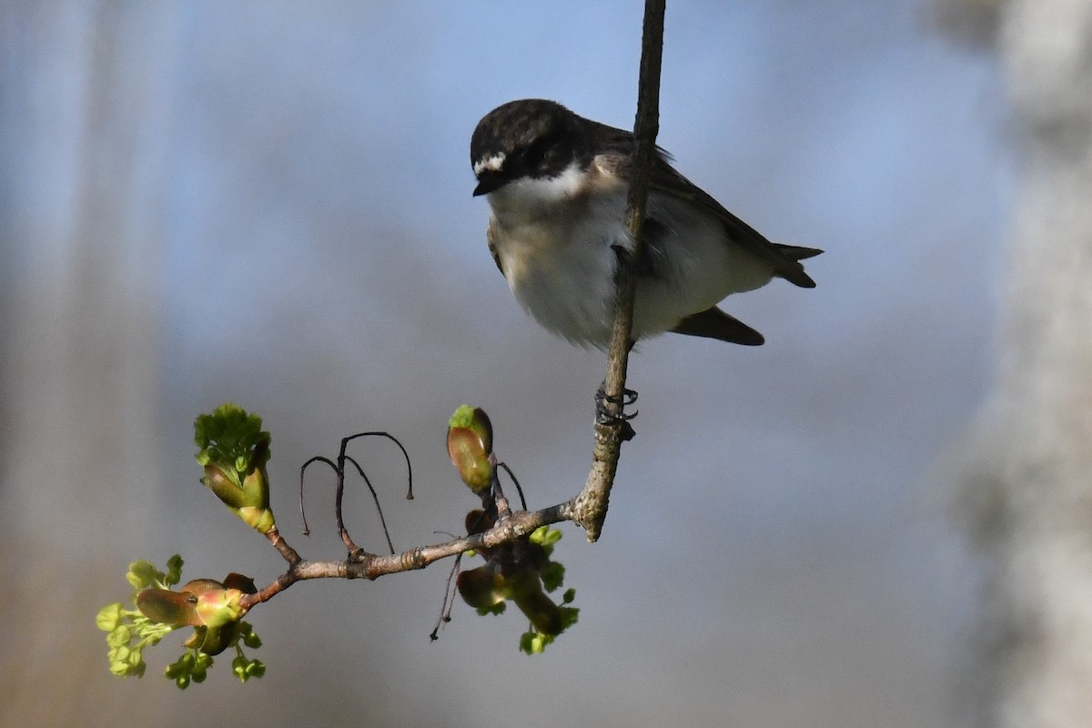 European Pied Flycatcher - ML223820611