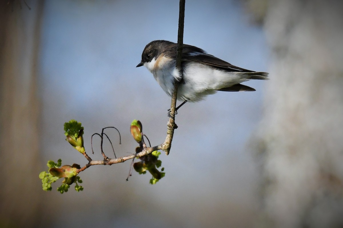 European Pied Flycatcher - ML223820711