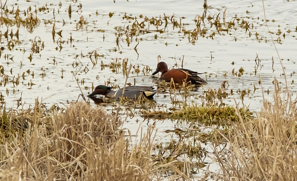 Green-winged Teal (American) - bj worth